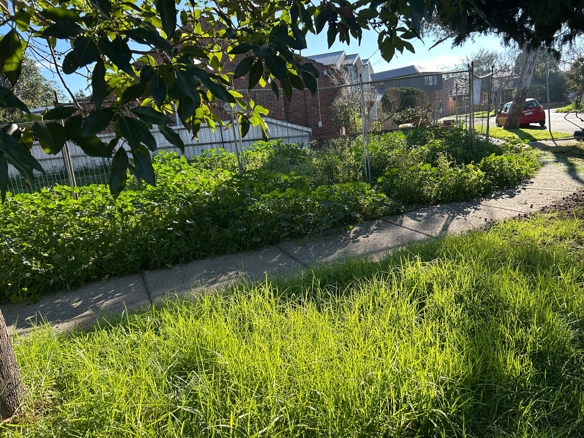 Garden Clean Up Before image 4